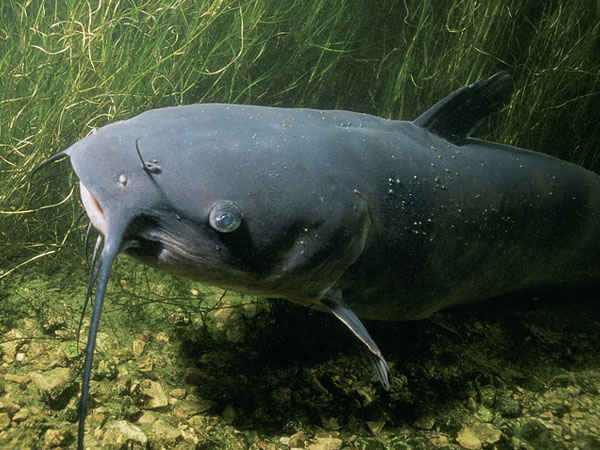 3- कैटफिश: 