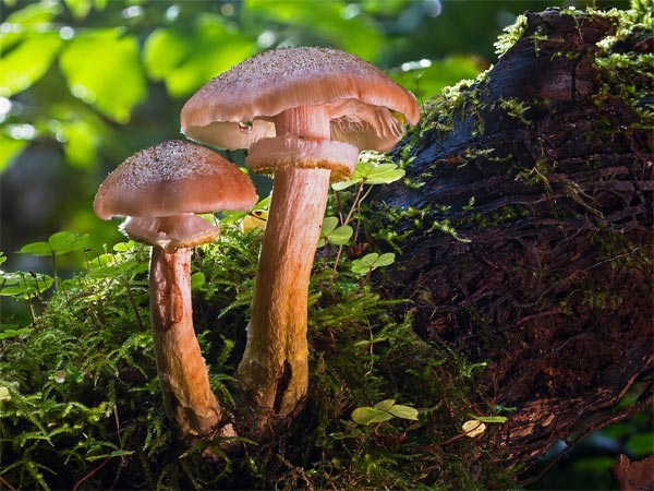 1. द बिग हेड या द मेजिकल मशरुम 