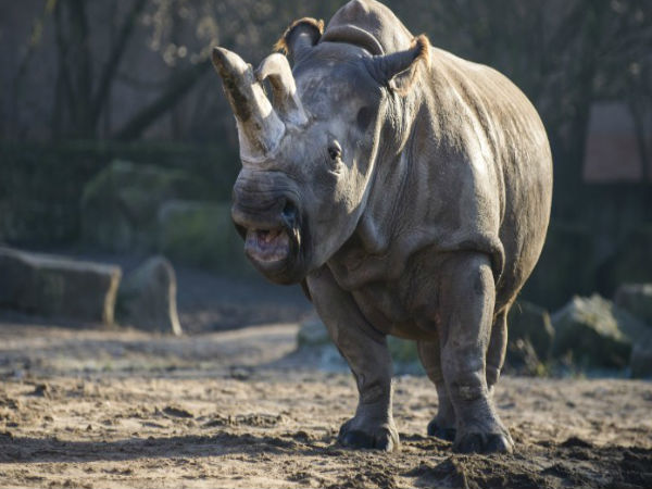 एकमात्र सफेद नर गेंडा था 'सूडान' 