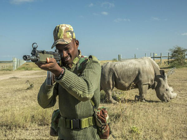 स्‍पर्म से मादा राइनों को गर्भाधारण करवाने की कोशिश