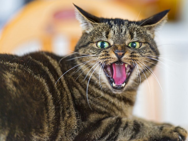 दो बिल्लियों का आपस में झगड़ना