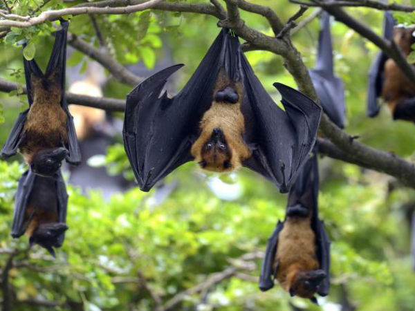  Heres How You Can Protect Yourself From Nipah Virus