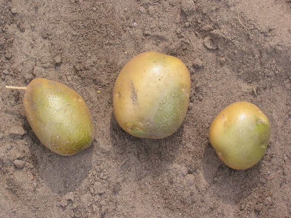 हो सकता है कैंसर 