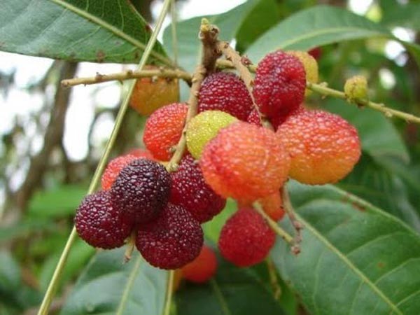 काफल में पाए जाने वाला तत्‍व 