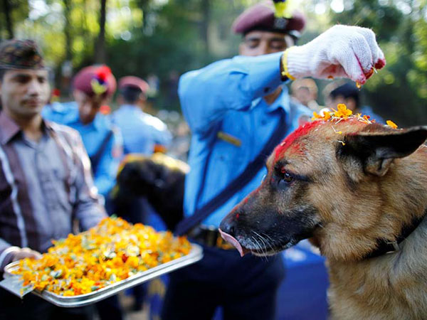 Kukur Tihar (Dogs Festival) in Nepal