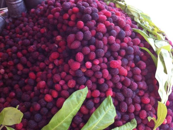  इसकी छाल के भी है खूब फायदे 