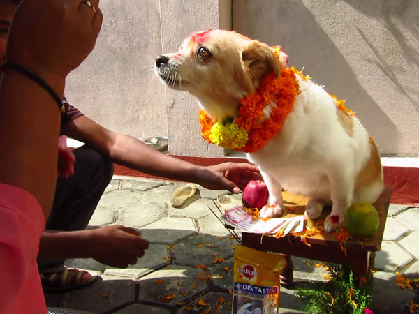 Kukur Tihar (Dogs Festival) in Nepal