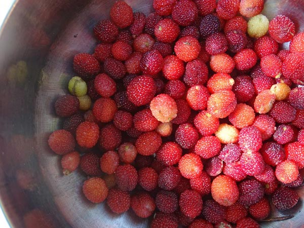 एंटी-ऑक्सीडेंट