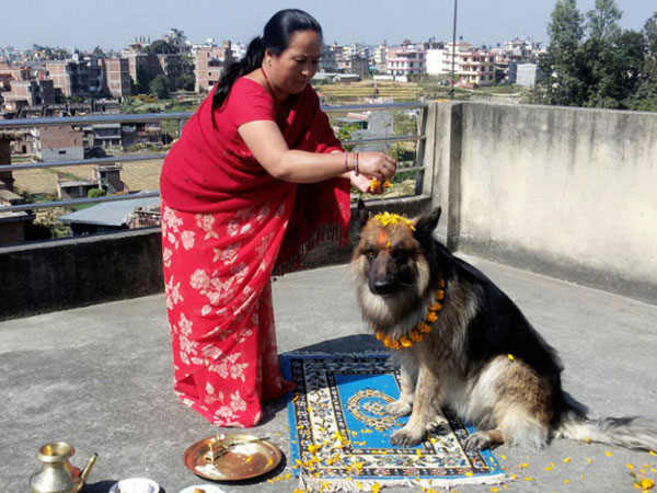 Kukur Tihar (Dogs Festival) in Nepal
