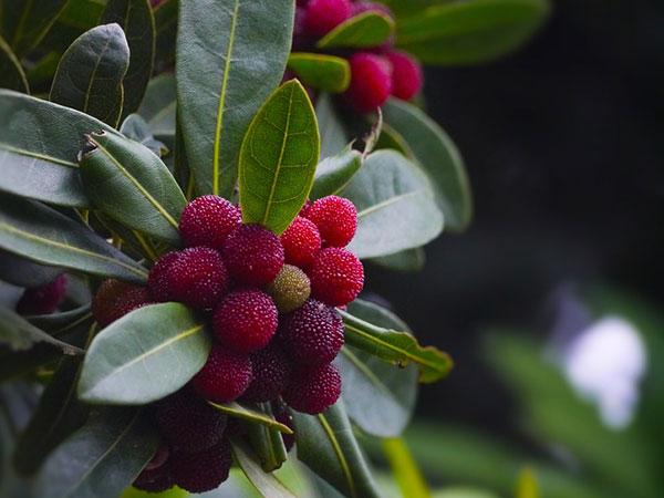  नमक के साथ खाएं 