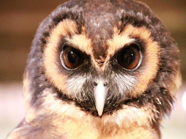बहुत तेज होती है उल्‍लू की आंखें