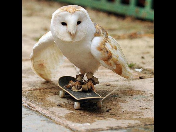 सफेद उल्‍लू 