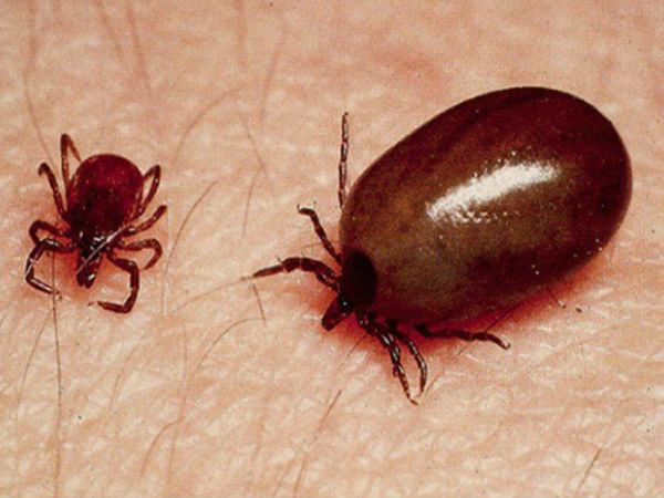 कैसे फैलता है स्क्रब टाइफस