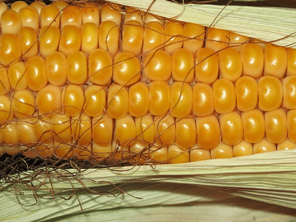 हाई ब्लड शुगर को करे कम