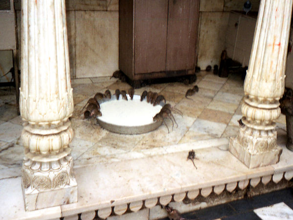 करनी माता मंदिर, राजस्‍थान 