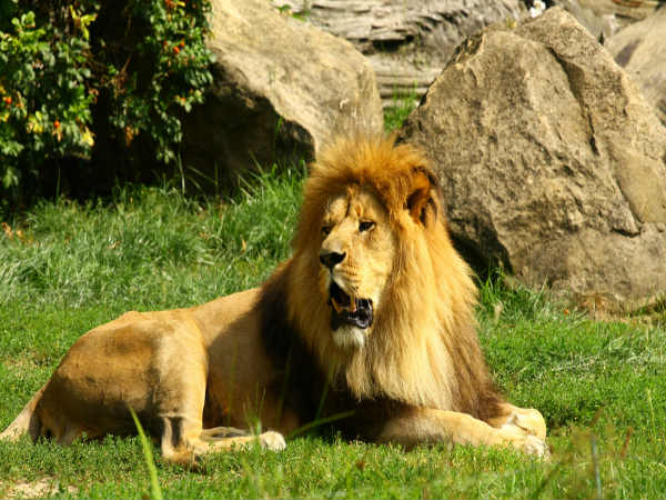 3. सिंह 3. सिंह