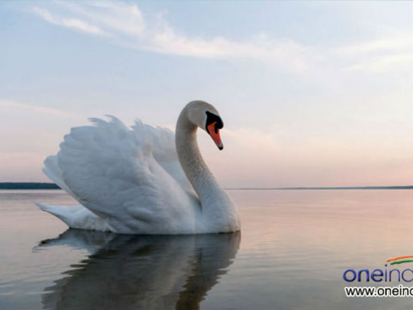 7. हंस 7. हंस