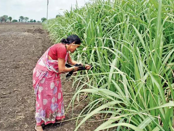 ताकि नहीं लेनी पड़े छुट्टी 