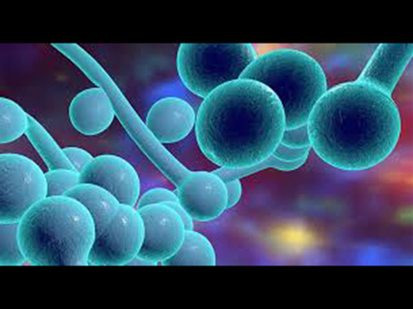  इलाज करने वालों को भी डर 