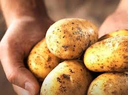A potato-rich diet before pregnancy could up diabetes risk