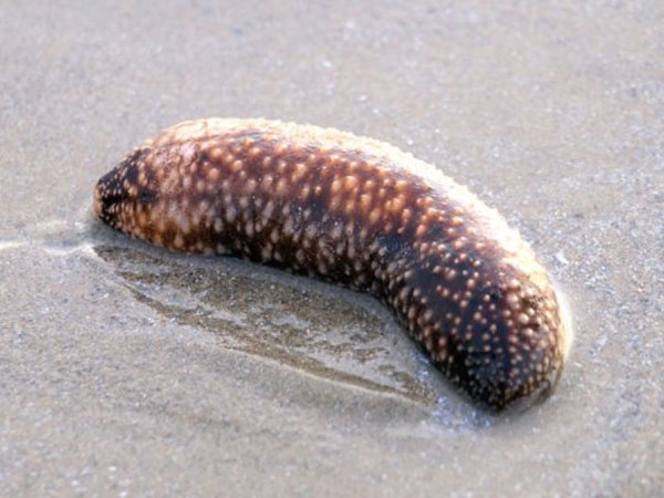 फैक्‍ट 3 