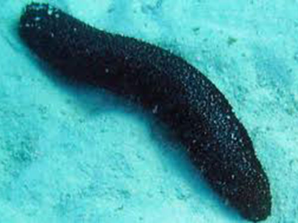 फैक्‍ट 4 