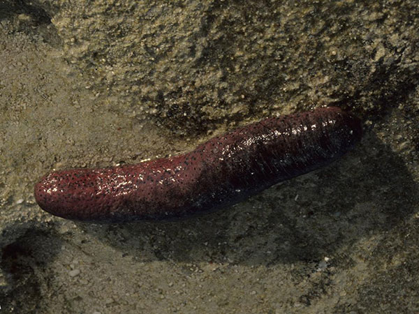 फैक्‍ट 2 