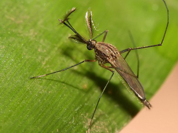  जापानी इन्सेफेलाइटिस के लक्षण