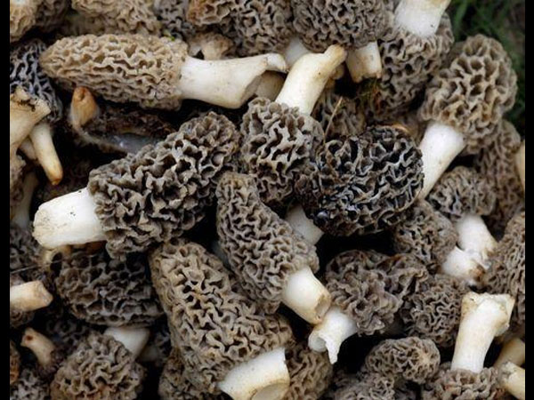  इम्युनिटी सिस्टम को बनाए मजबूत 