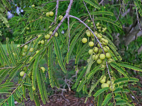  कई नामों से जाना जाता है