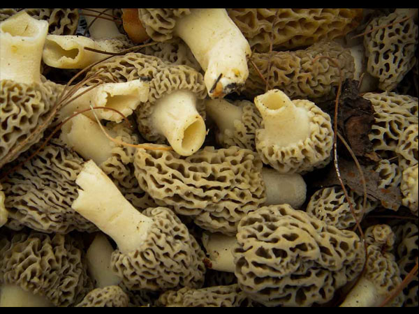 विटामिंस का भंडार