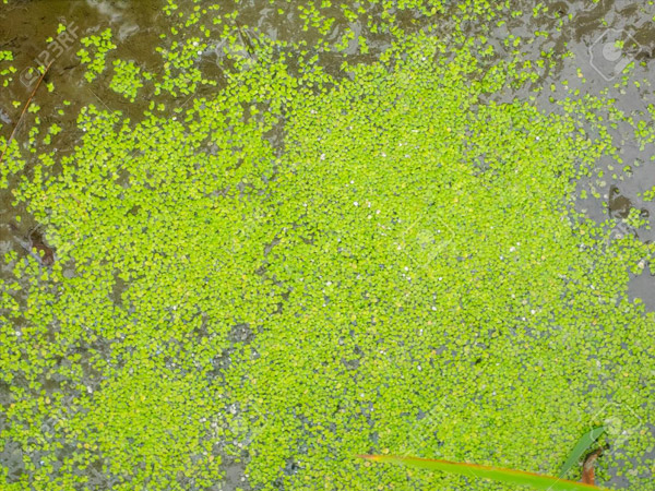 डकवीड्स के सेहत लाभ 