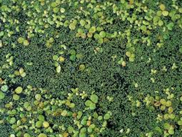 डायबिटीज के लिए सुपरफूड