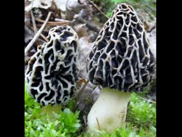 दिल और डायबिटीज की समस्‍या से बचाता है 