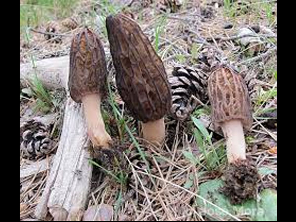  लीवर के लिए फायदेमंद