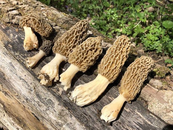  मोरल मशरूम क्या है?