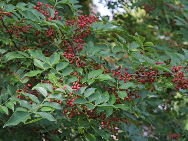 एक्‍यूप्रेशर के तौर पर भी करता है काम 