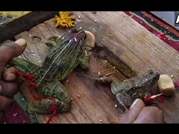 Weeks After Marriage To Please Rain God, Frogs Divorced To End Downpour