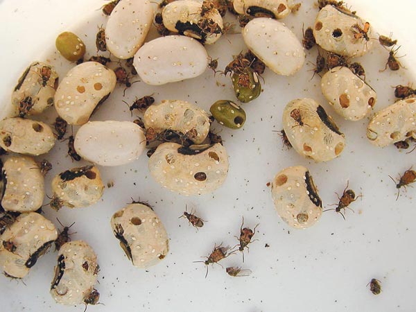 क्यों लग जाता है दालों में कीड़ें क्यों लग जाता है दालों में कीड़ें