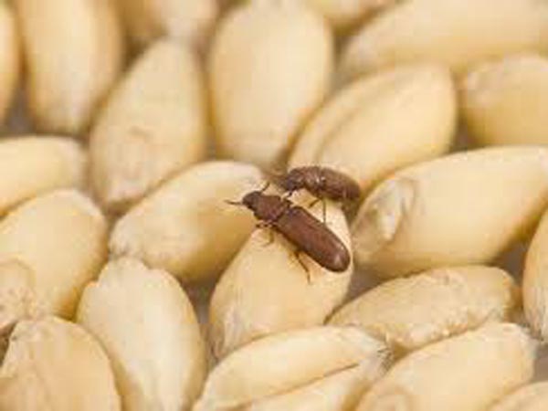 इस तरह बचाएं दालों को घुन से इस तरह बचाएं दालों को घुन से