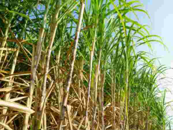 गन्‍ने को माना जाता है शुभ 