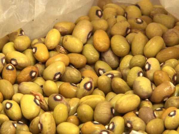 इस तरह करें घुन लगी दाल की पहचान इस तरह करें घुन लगी दाल की पहचान