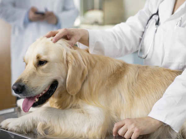 कुत्ते पालते हुए किन बातों का रखें ख्‍याल