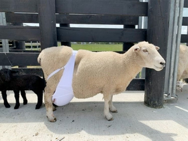 Sheep In Bra