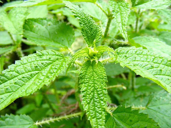 विटामिंस का है खजाना