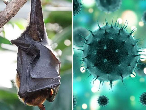 चमगादड़ कोरोना वायरस कनेक्शन