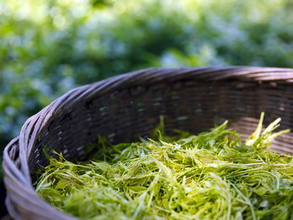  ऐसे करें इस्तेमाल