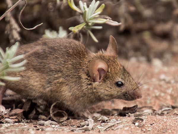 कैसे फैलता है?