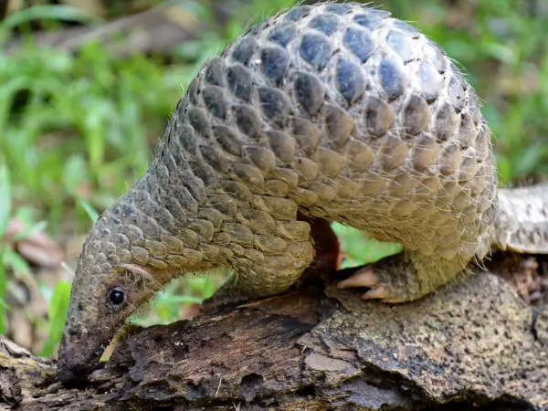 पैंगोलिन