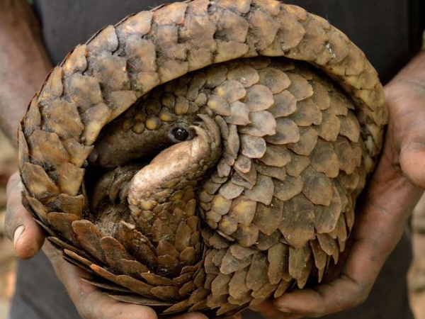 पैंगोलिन की खाल से बनती है दवाई